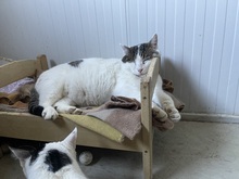BUDDY, Katze, Hauskatze in Rumänien
