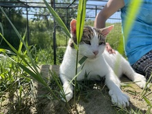 BUDDY, Katze, Hauskatze in Rumänien - Bild 13