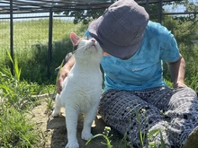 BUDDY, Katze, Hauskatze in Rumänien - Bild 14