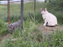 BUDDY, Katze, Hauskatze in Rumänien - Bild 15