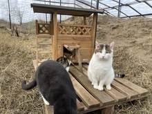 BUDDY, Katze, Hauskatze in Rumänien - Bild 17