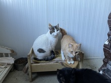 BUDDY, Katze, Hauskatze in Rumänien - Bild 18