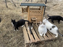 BUDDY, Katze, Hauskatze in Rumänien - Bild 20