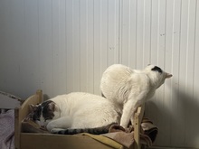 BUDDY, Katze, Hauskatze in Rumänien - Bild 25