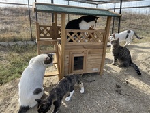 BUDDY, Katze, Hauskatze in Rumänien - Bild 30