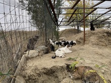 BUDDY, Katze, Hauskatze in Rumänien - Bild 37