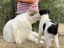 BUDDY, Katze, Hauskatze in Rumänien - Bild 6