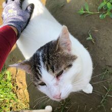 BUDDY, Katze, Hauskatze in Rumänien - Bild 9