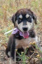 PAULA, Hund, Mischlingshund in Griechenland