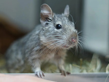 WÖLKCHEN, Nager, Degu in Hamburg