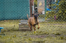 JULICA, Hund, Mischlingshund in Kroatien - Bild 1