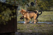 JULICA, Hund, Mischlingshund in Kroatien - Bild 2