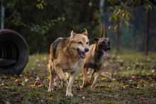 JULICA, Hund, Mischlingshund in Kroatien - Bild 3