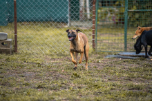 JULICA, Hund, Mischlingshund in Kroatien - Bild 4