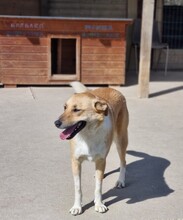 ROCKY, Hund, Mischlingshund in Rumänien - Bild 13