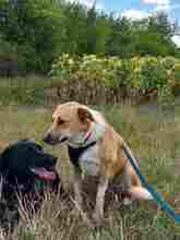 ROCKY, Hund, Mischlingshund in Rumänien - Bild 14