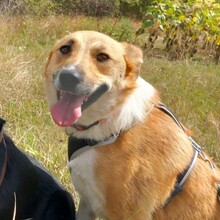 ROCKY, Hund, Mischlingshund in Rumänien - Bild 2