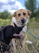 ROCKY, Hund, Mischlingshund in Rumänien - Bild 20