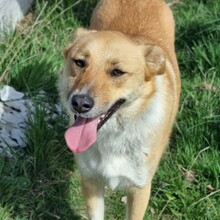 ROCKY, Hund, Mischlingshund in Rumänien - Bild 3