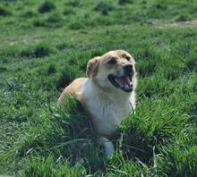 ROCKY, Hund, Mischlingshund in Rumänien - Bild 4