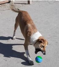 ROCKY, Hund, Mischlingshund in Rumänien - Bild 6