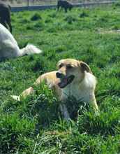 ROCKY, Hund, Mischlingshund in Rumänien - Bild 8