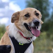 ROCKY, Hund, Mischlingshund in Böbingen