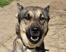 ZITA, Hund, Mischlingshund in Kroatien - Bild 10