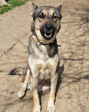 ZITA, Hund, Mischlingshund in Kroatien - Bild 11