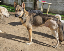 ZITA, Hund, Mischlingshund in Kroatien - Bild 12