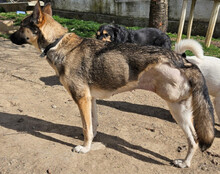 ZITA, Hund, Mischlingshund in Kroatien - Bild 13