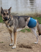 ZITA, Hund, Mischlingshund in Kroatien - Bild 15