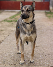 ZITA, Hund, Mischlingshund in Kroatien - Bild 16