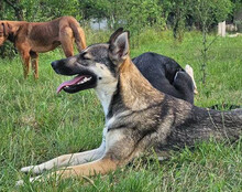 ZITA, Hund, Mischlingshund in Kroatien - Bild 3