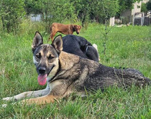 ZITA, Hund, Mischlingshund in Kroatien - Bild 4