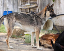 ZITA, Hund, Mischlingshund in Kroatien - Bild 8