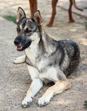 ZITA, Hund, Mischlingshund in Kroatien - Bild 9