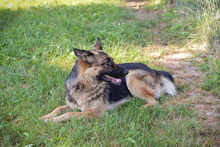 BELLAV, Hund, Deutscher Schäferhund-Mix in Kroatien - Bild 1