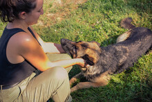 BELLAV, Hund, Deutscher Schäferhund-Mix in Kroatien - Bild 2