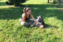 BELLAV, Hund, Deutscher Schäferhund-Mix in Kroatien - Bild 3