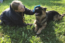 BELLAV, Hund, Deutscher Schäferhund-Mix in Kroatien - Bild 5