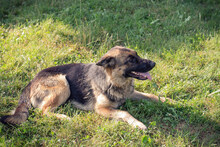 BELLAV, Hund, Deutscher Schäferhund-Mix in Kroatien - Bild 6