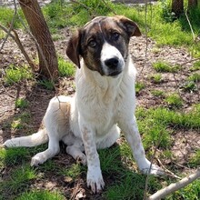 JACKSON, Hund, Mischlingshund in Griechenland - Bild 1