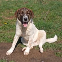 JACKSON, Hund, Mischlingshund in Griechenland - Bild 3