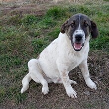 JACKSON, Hund, Mischlingshund in Griechenland - Bild 4