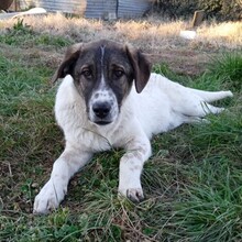 JACKSON, Hund, Mischlingshund in Griechenland - Bild 5