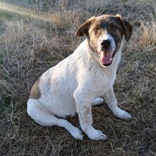 JACKSON, Hund, Mischlingshund in Griechenland - Bild 6