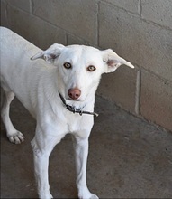 WHITE, Hund, Mischlingshund in Spanien - Bild 1