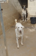 WHITE, Hund, Mischlingshund in Spanien - Bild 10