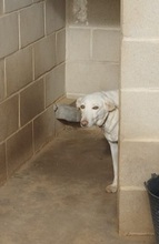 WHITE, Hund, Mischlingshund in Spanien - Bild 11